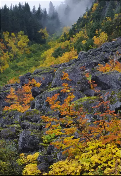 Fall Vine maple and boulders, Mount Rainier National Park, Washington, USA October 2011
