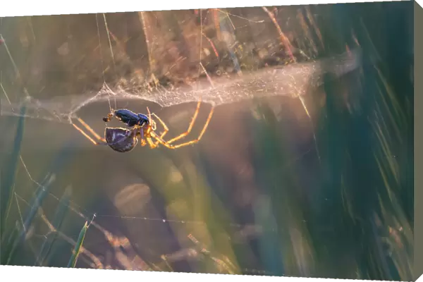 Money spider (Linyphiidae) in its sheet web eating a beetle, backlit at sunset