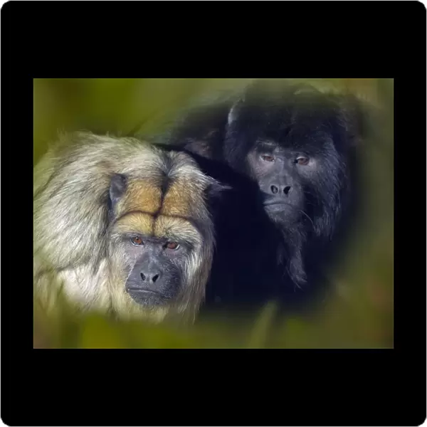 Black howler (Alouatta caraya) male and female, captive, occurs in Brazil and Paraguay