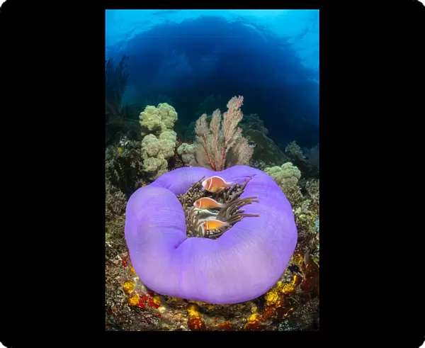 Three Pink anemonefish (Amphiprion perideraion) living in a purple skirted magnificent