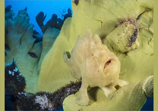 Portrait of a Giant frogfish (Antennarius commersoni) on a large Yellow elephant ear sponge