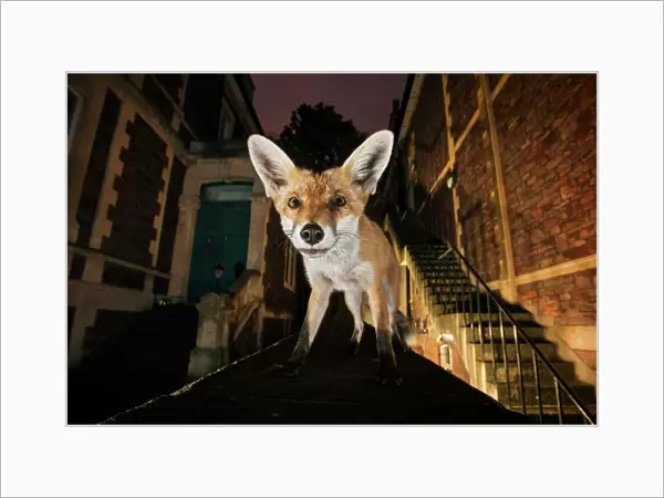 Young urban Red fox (Vulpes vulpes) standing on a wall at night. Bristol, UK, September