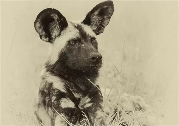 African wild dog (Lycaon pictus) portrait