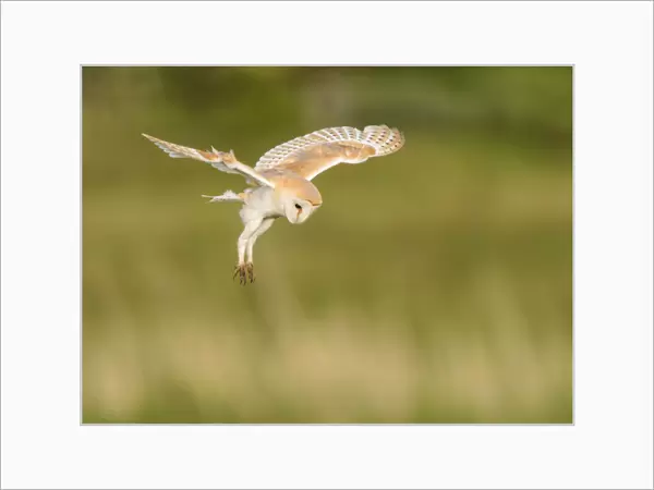 Barn owl (Tyto alba) hovering whilst hunting in flight. Suffolk, UK. June, Cropped