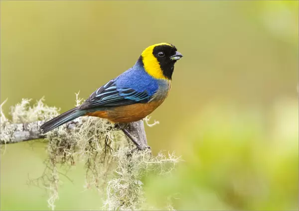 Golden-collared Tanager (Iridosornis jelskii), in the Peruvian cloud forest