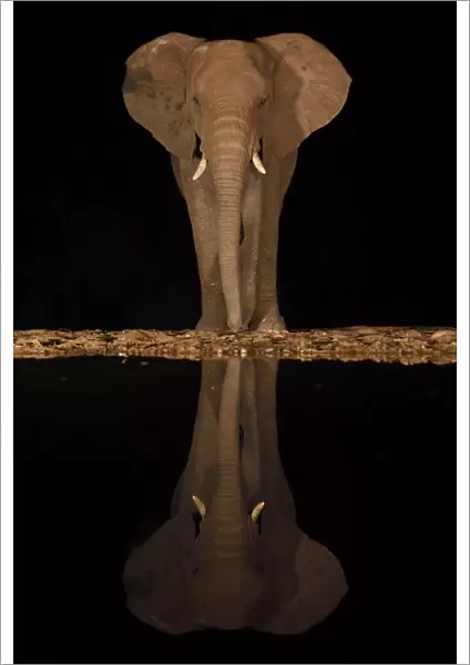 RF - African bush elephant, (Loxodonta africana) at night, reflected in waterhole