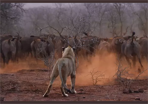 African lion, (Panthera leo) confronted by a herd of African buffalo  /  Cape buffalo