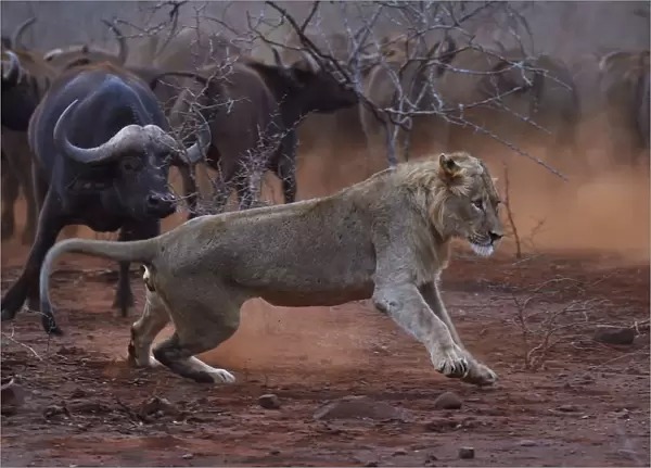 African lion, (Panthera leo) confronted by a herd of African buffalo  /  Cape buffalo