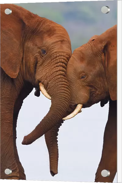 African bush elephant, (Loxodonta africana) two head to head playing, Zimanga Private
