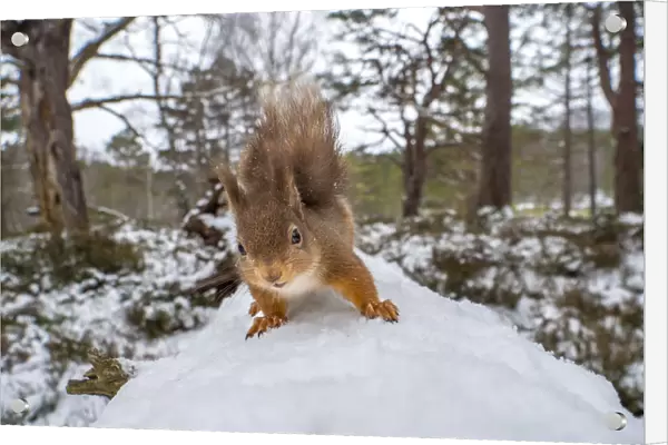Red squirrel (Sciurus vulgaris) on a snow covered fallen tree in Caledonian Forest
