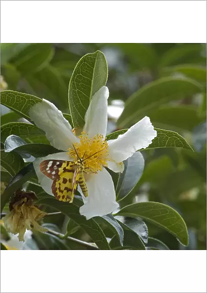 False tiger moth (Dysphania militaris) nectaring on Crapnells camellia (Camellia