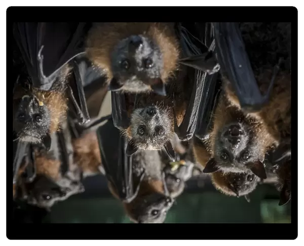 Portrait of rescued and rehabilitated Grey-headed flying-foxes (Pteropus poliocephalus)