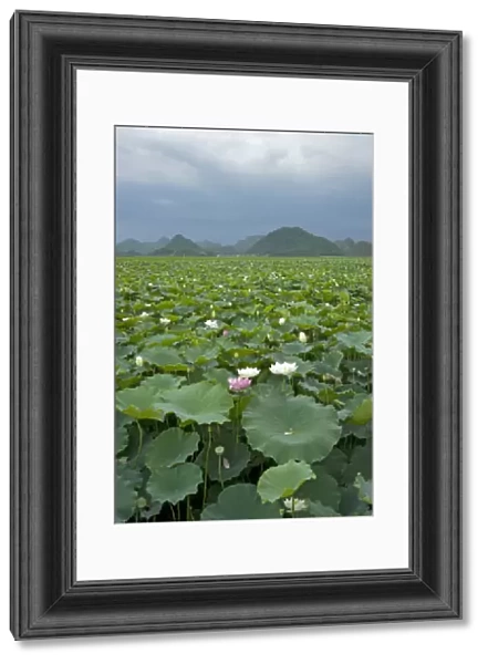 Sacred lotus (Nelumbo nucifera) flowering in Puzhehai Lake with peaks in background