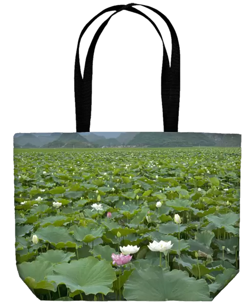 Sacred lotus (Nelumbo nucifera) flowering in Puzhehai Lake with peaks in background