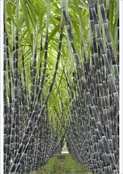 Black sugar cane (Saccharum officinarum) cultivated for sucrose in the stem, obtained by crushing