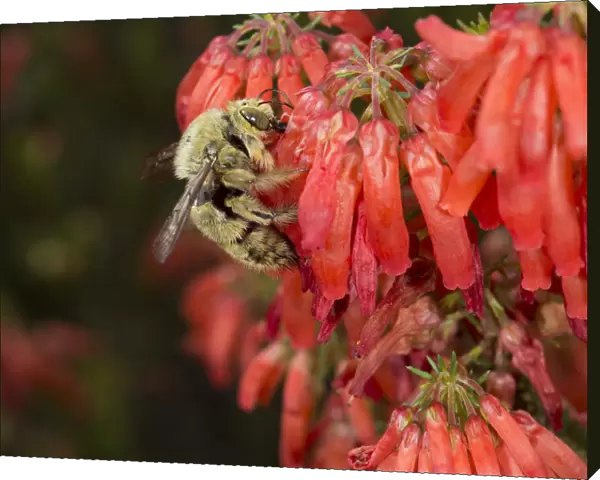 Carpenter bee (Xylocopa caffra) male robbing nectar from Ninepin heath (Erica mammosa)