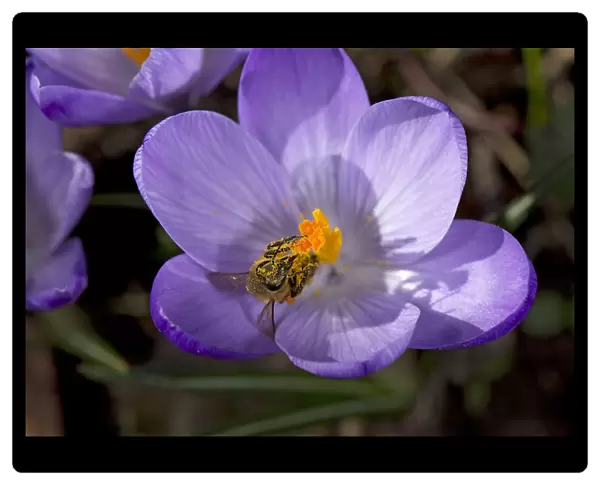 Honey bee (Apis mellifera) covered in pollen emerging from nectaring in Crocus (Crocus sp)