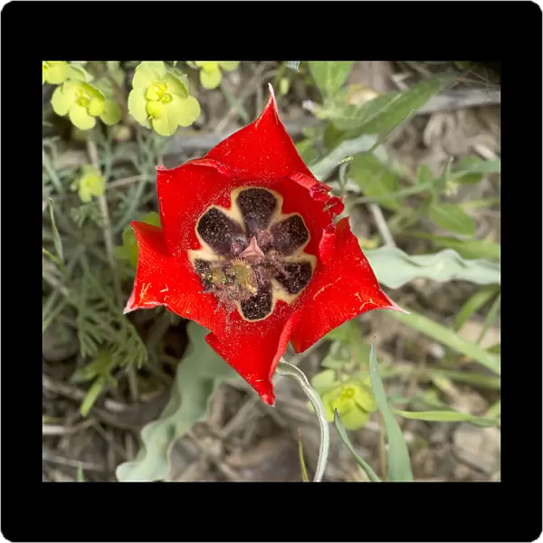 Scarab beetle (Scarabaeoidea) pair mating inside Tulip (Tulipa micheliana) flower
