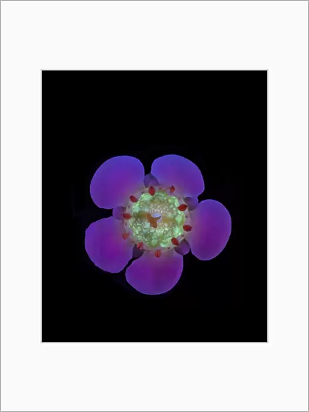Geraldton wax flower (Chamelaucium uncinatum), nectar fluorescing in UV light. Western Australia. Controlled conditions, focus stacked. Series 1 / 2