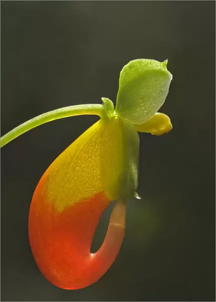 Congo cockatoo (Impatiens niamniamensis) flower, backlit with nectar level visible in spur