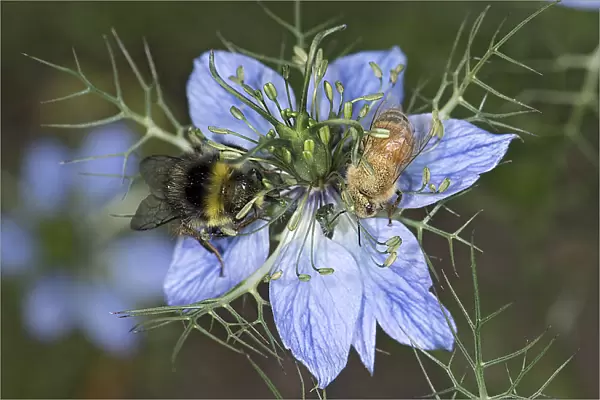 Bumblebee (Bombus sp) and Honey bee (Apis mellifera) nectaring on Love-in-a-mist