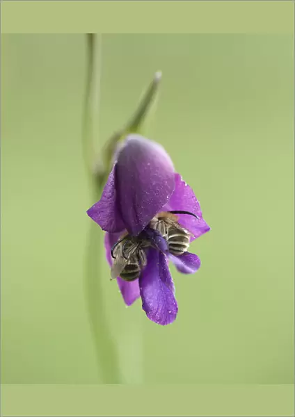 Long-horned bee (Eucera sp. ), two crawling into Wild gladiolus (Gladiolus atroviolaceus)