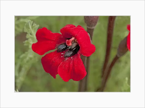 Bumblebee scarab beetles (Pygopleurus humeralis) feeding on Phelypaea flower (Phelypaea coccinea)