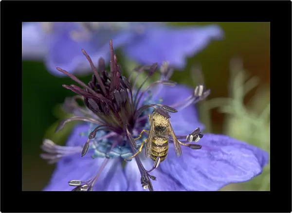 Wasp walking around a Spanish love-in-a-mist (Nigella hispanica) flower to sip nectar