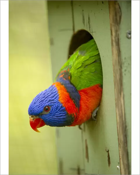 Red-collared lorikeet (Trichoglossus rubritorquis) head peering out of nest box