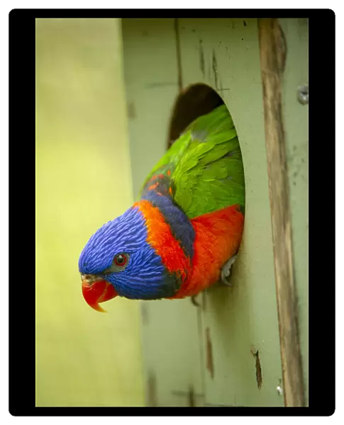Red-collared lorikeet (Trichoglossus rubritorquis) head peering out of nest box