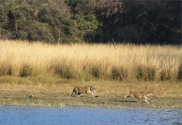 Bengal Tiger (Panthera tigris) Arrowhead chasing stag near lake sequence