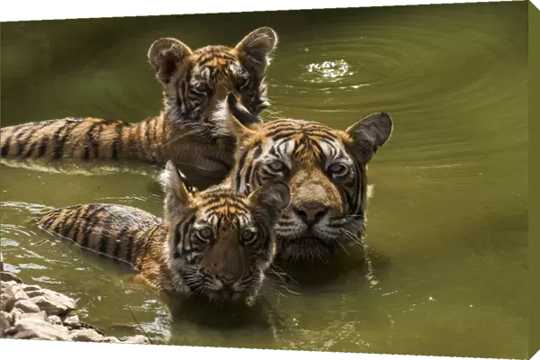Bengal tiger (Panthera tigris) female and cubs swimming in pond. Ranthambore National Park, India