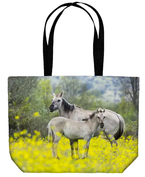 Sorraia horses, mare and foal standing amongst wildflowers in meadow. Middle Coa, Coa Valley
