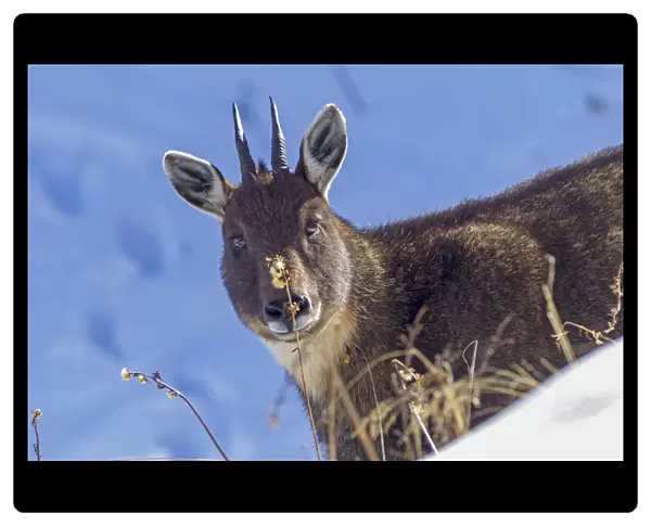 Chinese goral (Naemorhedus griseus) in snow. Jiudingshan Nature Reserve, Mao Country