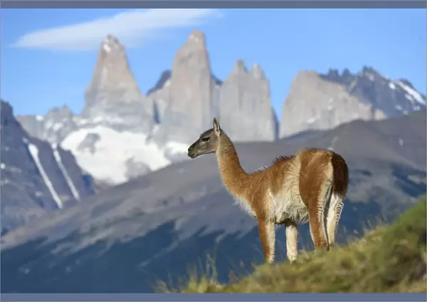 Guanaco (Lama guanicoe) standing, towers of Torres del Paine National Park in background