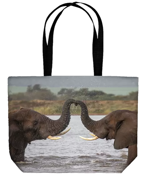 RF - African elephants (Loxodonta africana) in water, trunks touching, Zimanga game reserve
