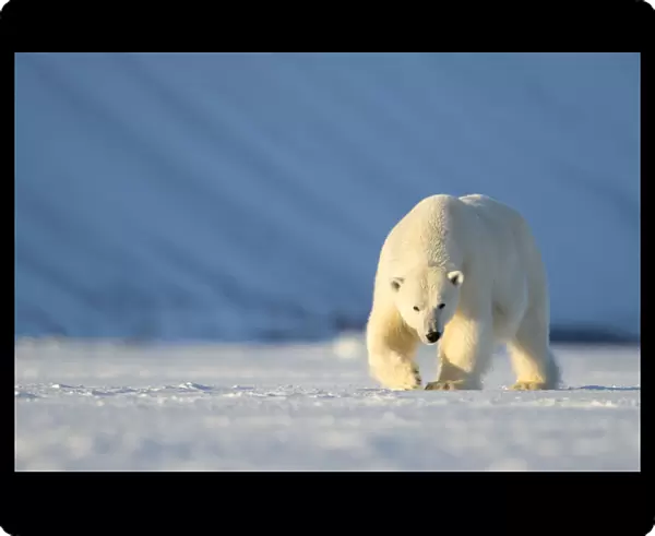RF - Polar bear (Ursus maritimus) female walking across ice. Svalbard, Norway, April