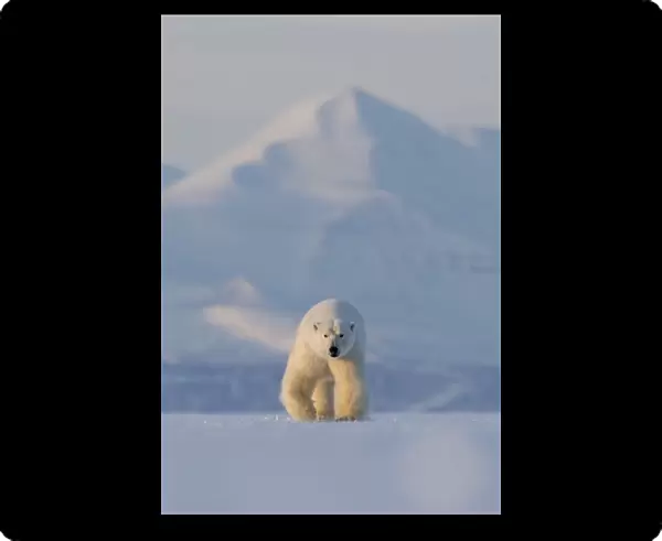 Polar bear (Ursus maritimus) walking across ice, snow covered mountain in background