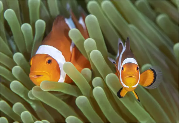 Western clown anemonefish (Amphiprion ocellaris) poses with a large