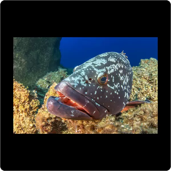 Canary fish (Epinephelus marginatus) in reef. El Hierro, Canary Islands