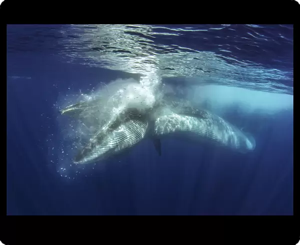 Brydes whale (Balaenoptera brydei) feeding. Tenerife, Canary Islands
