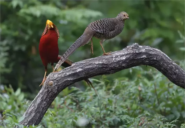 Golden pheasant (Chrysolophus pictus) male and female, Yangxian nature reserve, Shaanxi