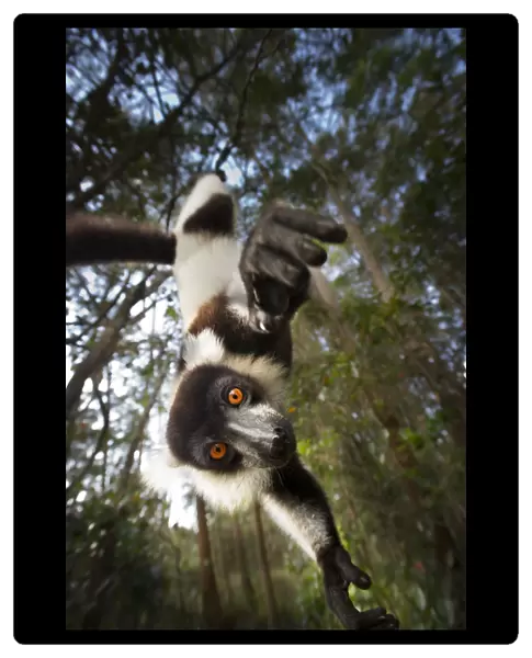 Black and white ruffed lemur (Varecia variegata) hanging from tree, Madagascar, critically