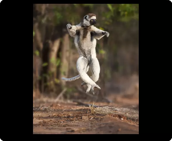 Verreauxs sifaka lemur (Propithecus verreauxi) dancing or skipping across open ground