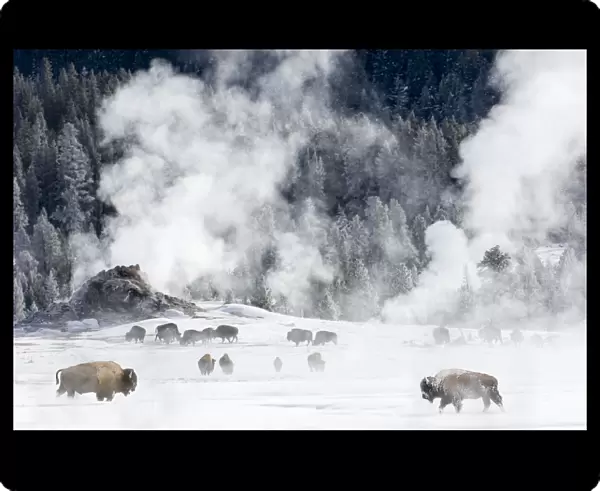 RF - Herd of American Bison (Bison bison) around geo-thermal features. Firehole River Valley