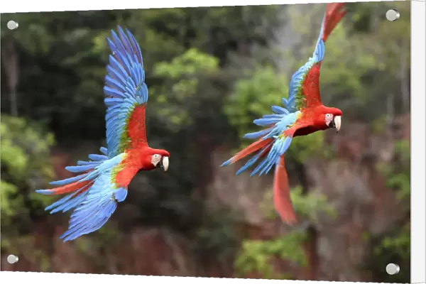 Red-and-green macaws (Ara chloropterus) pair in flight over forest canopy. Buraco das Araras