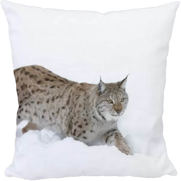 European lynx (Lynx lynx) walking in snow, captive, Norway, February