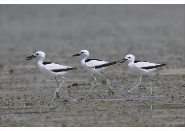 Crab-plover (Dromas ardeola) three walking in a row on mudflat, two with food in beaks