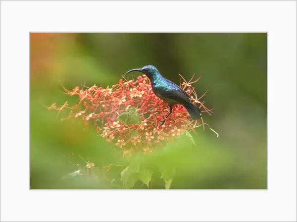 Long-billed sunbird (Cinnyris lotenius) nectaring on flowers. Goa, India. September