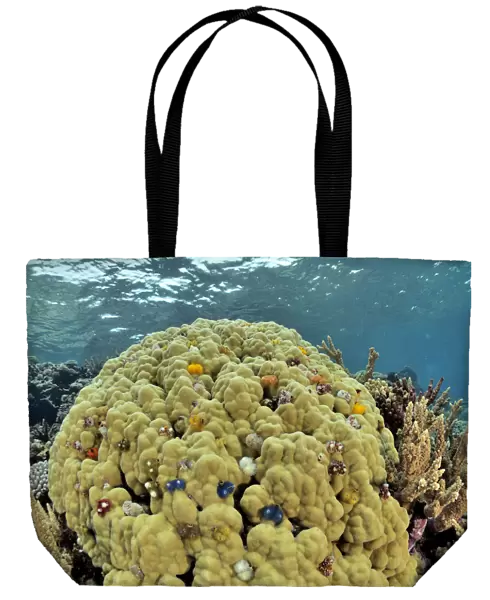 Hard coral (Porites lutea) with Christmas-tree worms (Spirobranchus giganteus), New Caledonia